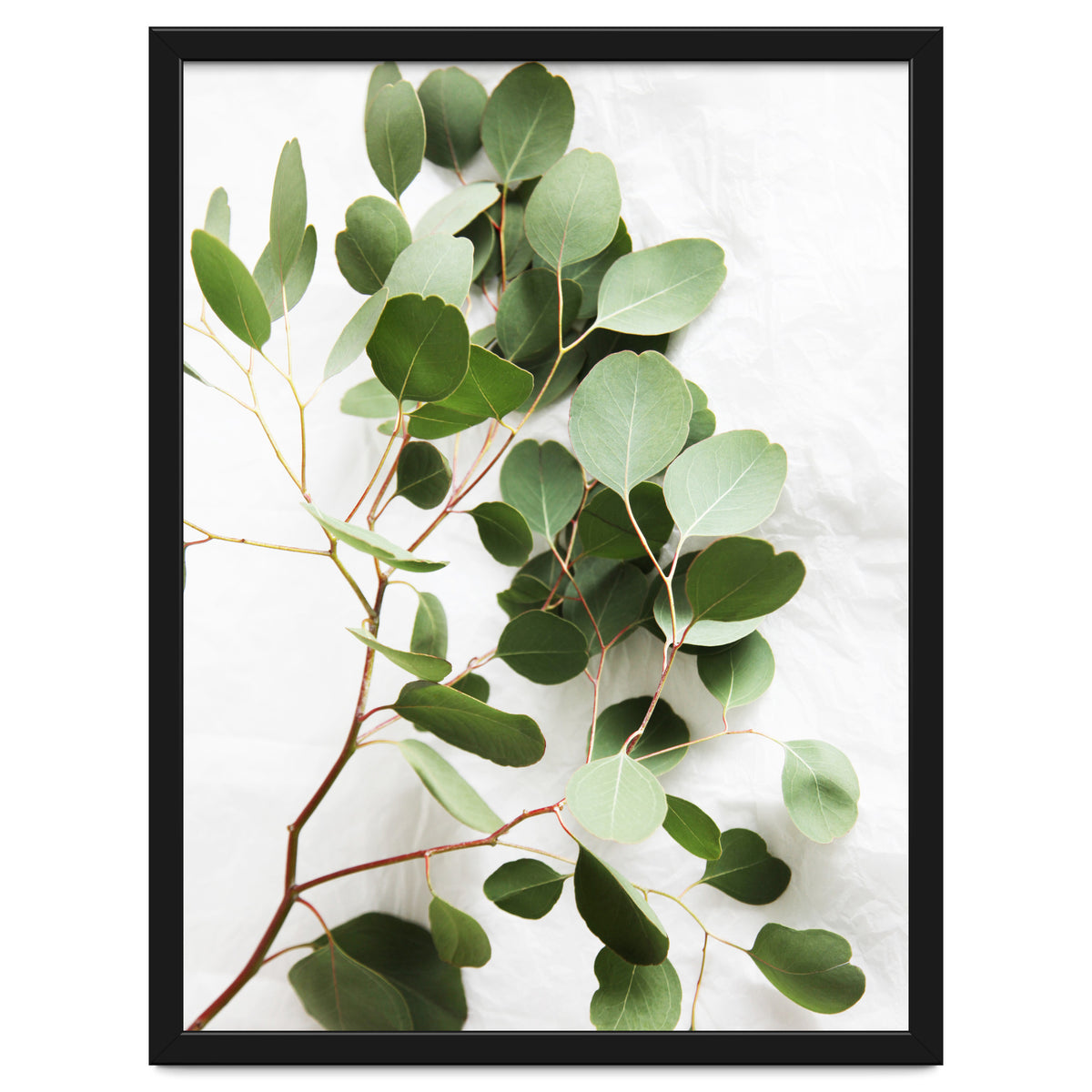Eucalyptus
