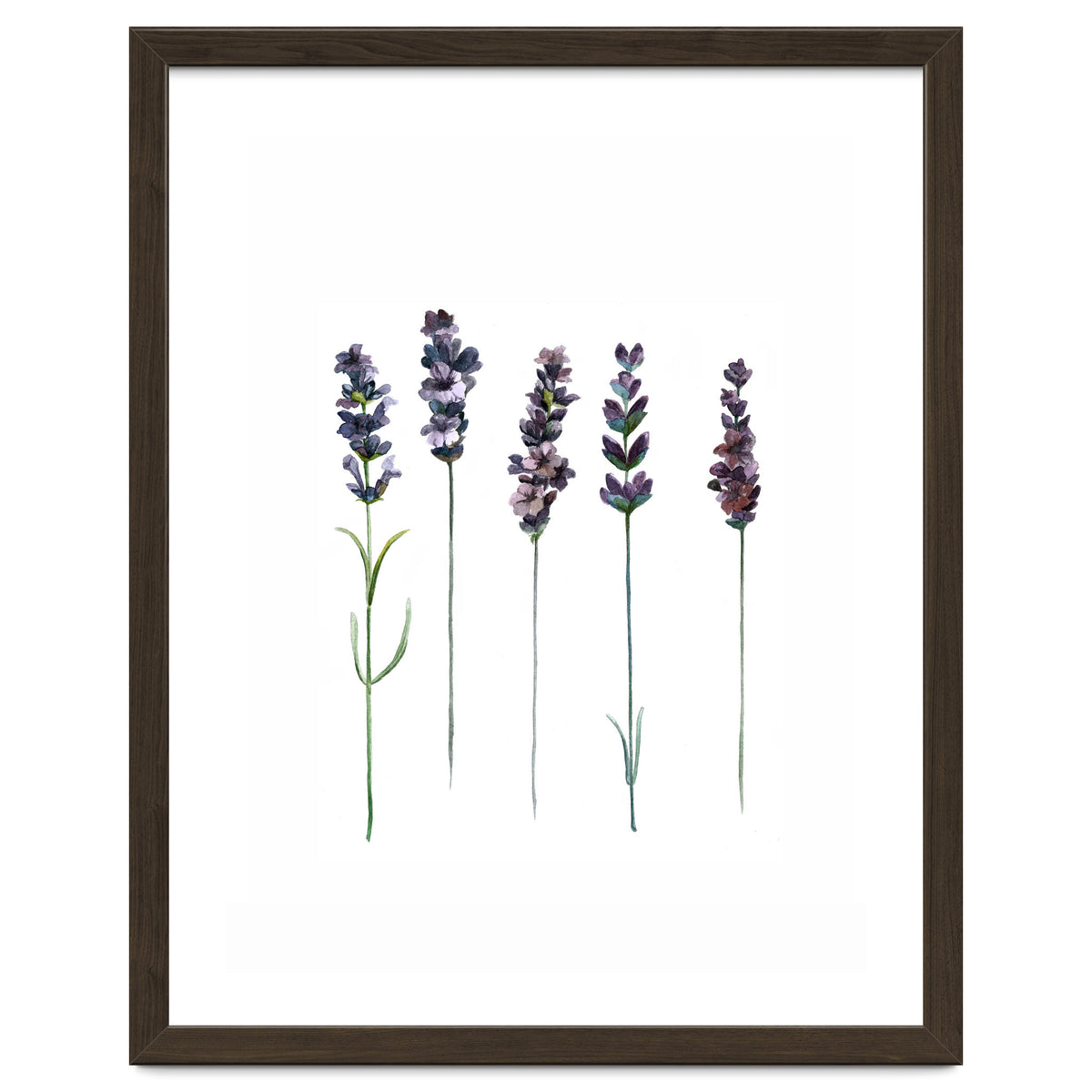 Botanical Illustration Lavender