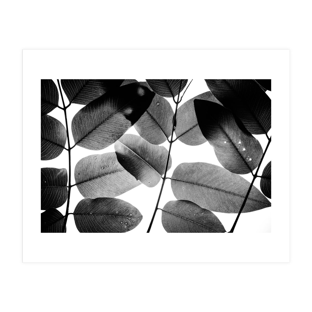 Experiments with Leaves II (Print Only)