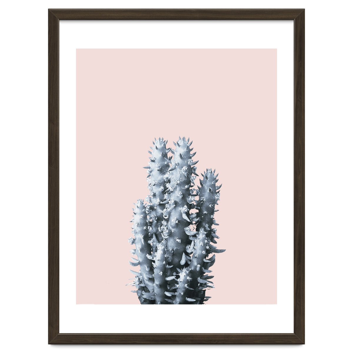 Cactus collection BL-III