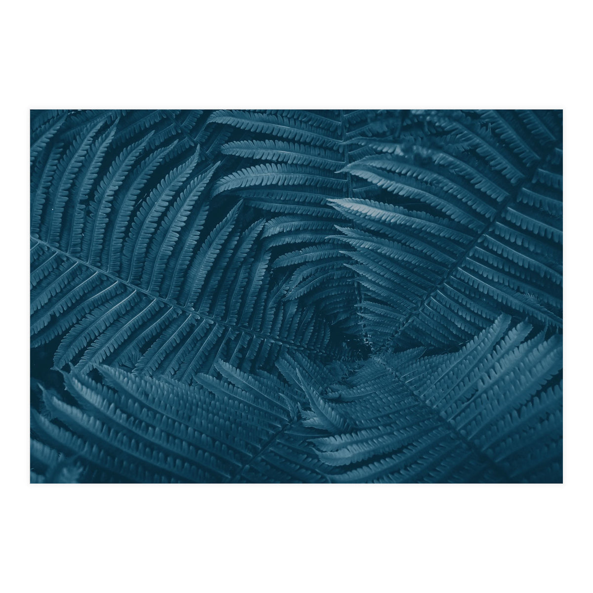 Pteridopsida 4 (Print Only)