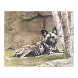 Afican Painted Dog IV - Imara (Print Only) thumbnail