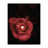 Lighting Rose (Print Only) thumbnail