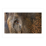 Face To Face - Elephant eye (Print Only) thumbnail