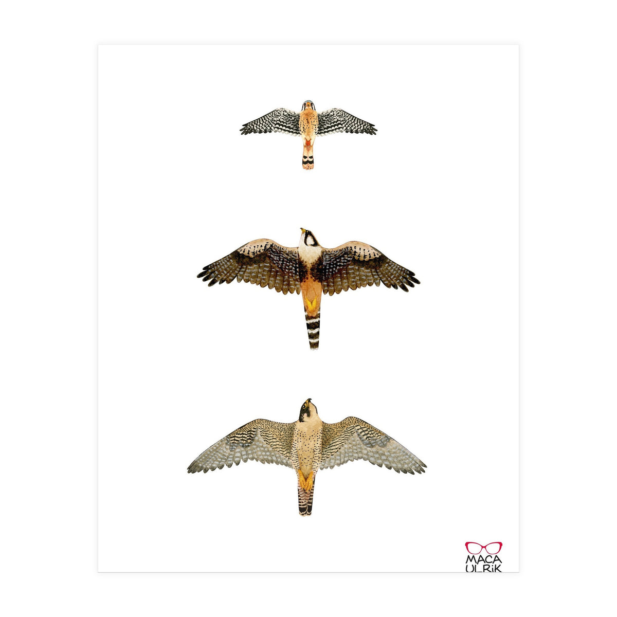 Falconidae n.1 (Print Only)