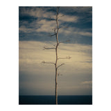 SEA AND TREE (Print Only) thumbnail