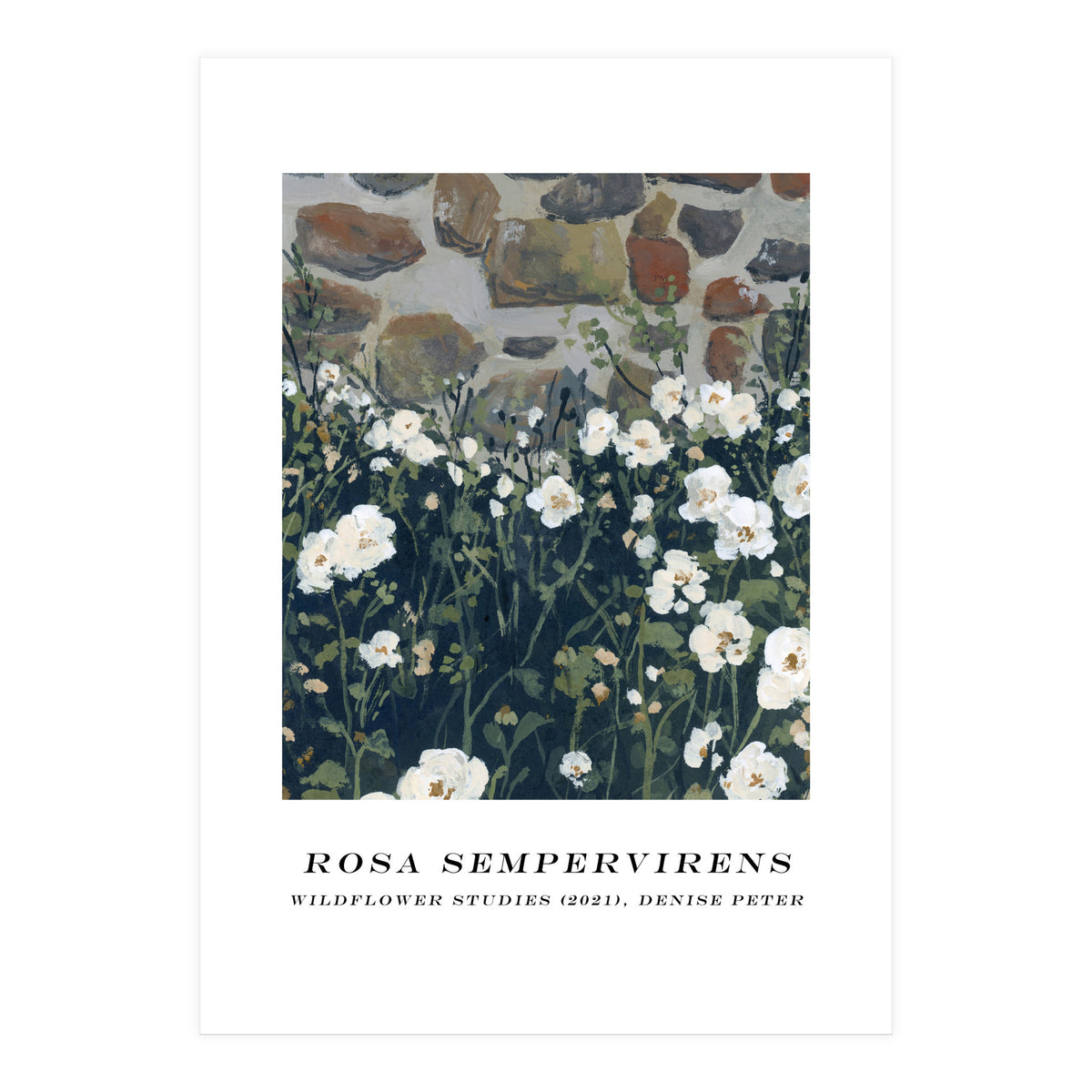 Rosa Sempervirens  (Print Only)