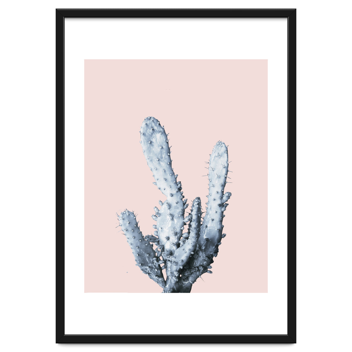 Cactus collection BL-I