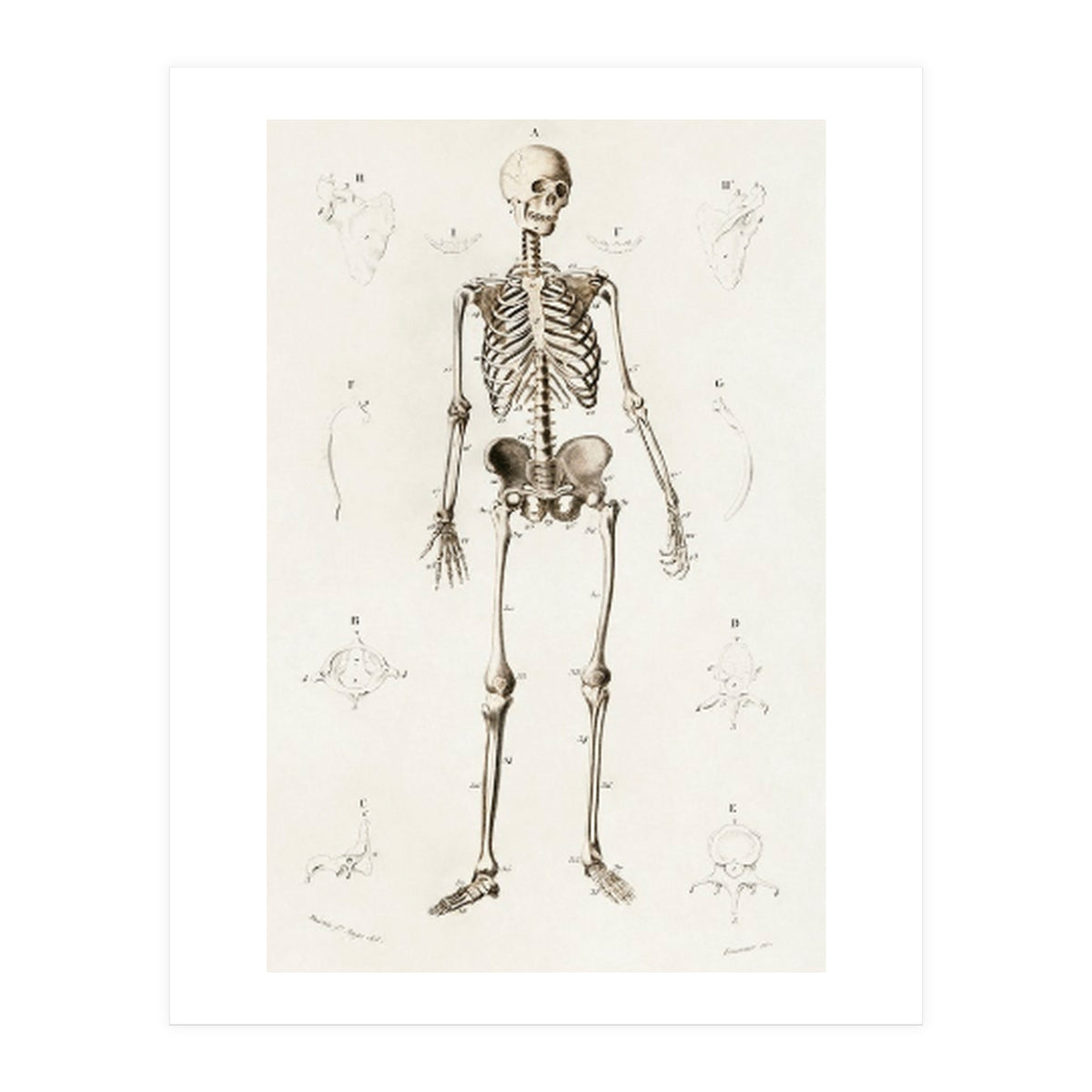 Human skeleton illustrated (Print Only)