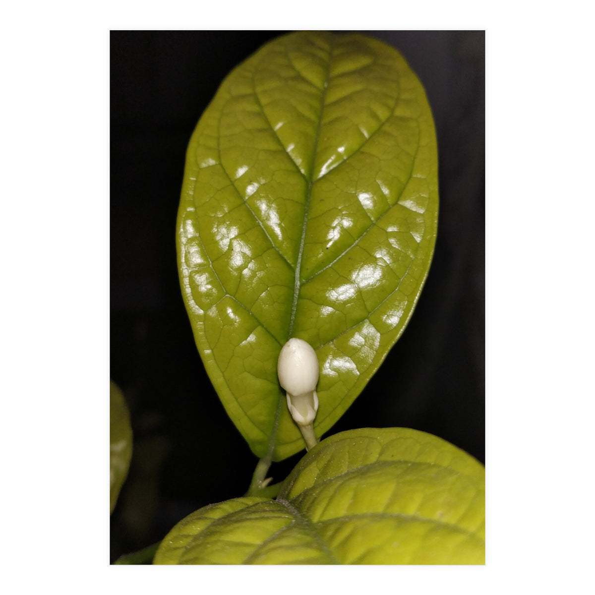 Jasmine Flower Fragrance (Print Only)