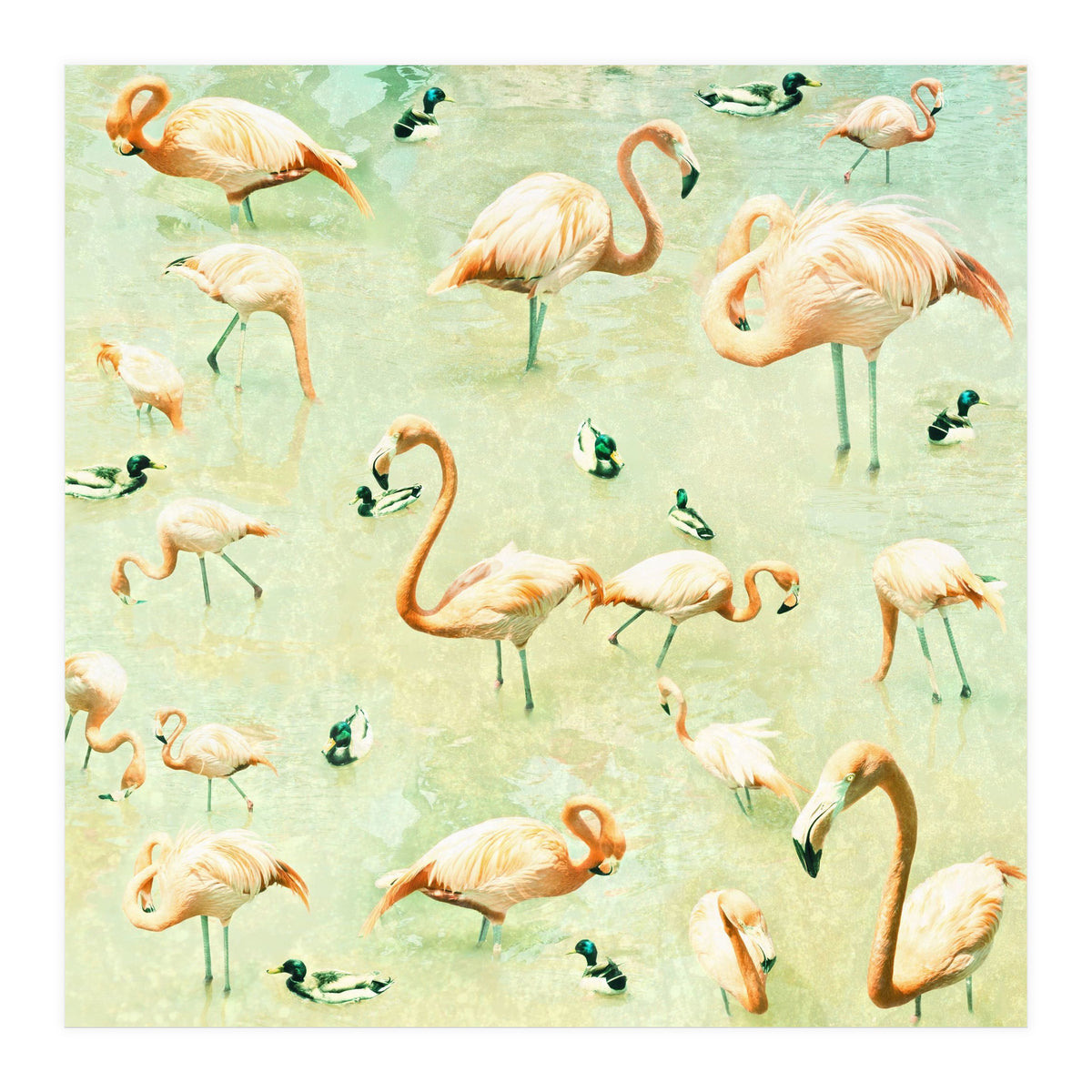Flamingos (Print Only)