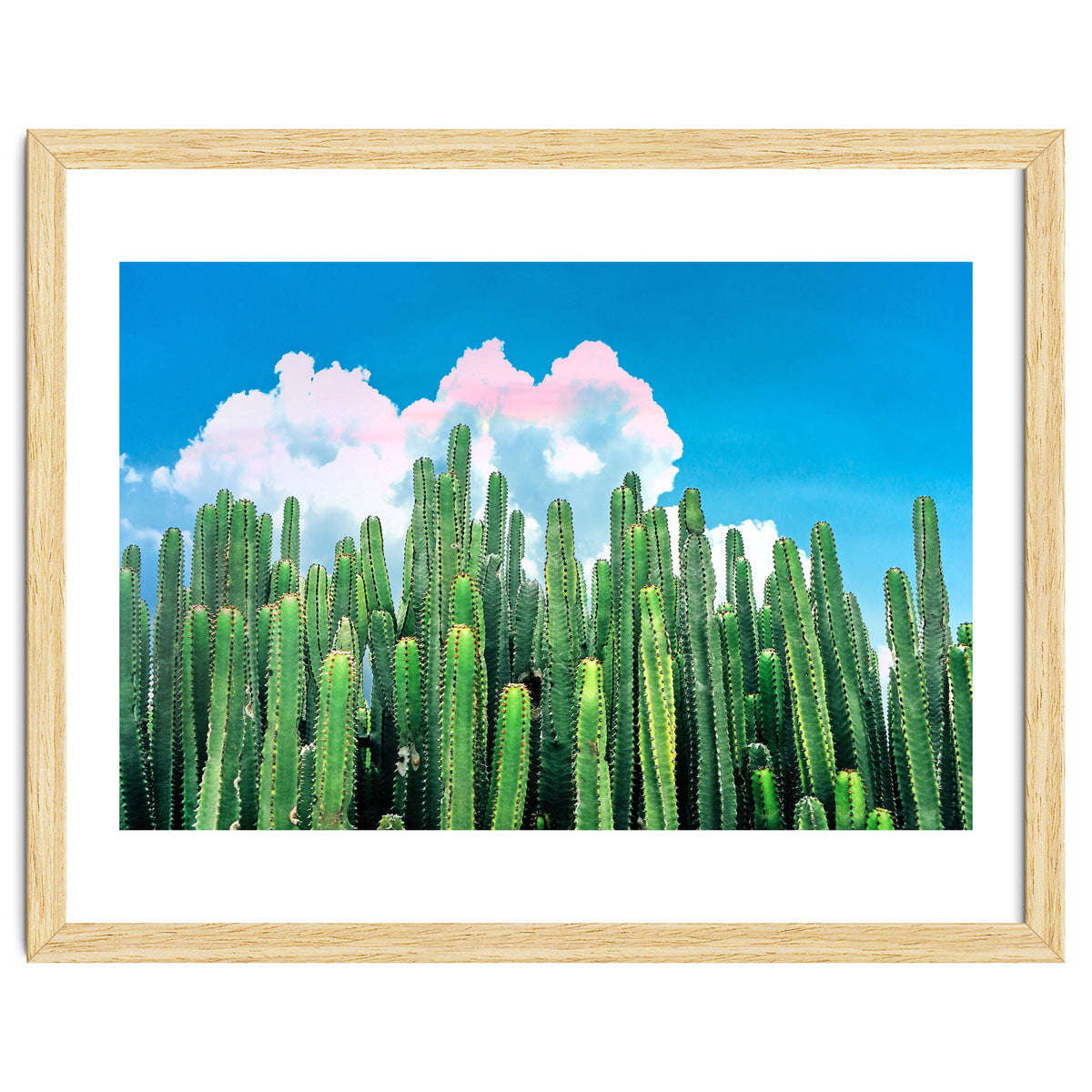 Cactus Summer