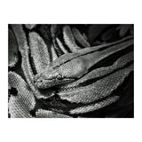 Snake (Print Only) thumbnail