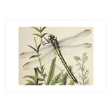 Dragonfly Vintage Illustration (Print Only) thumbnail