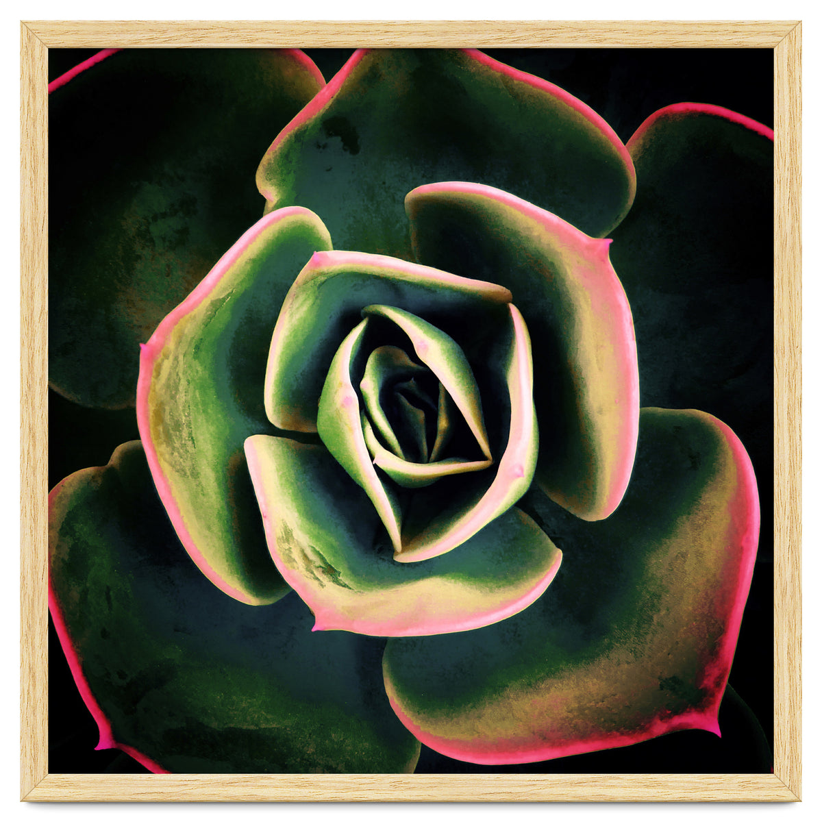 DARKSIDE OF SUCCULENTS XV