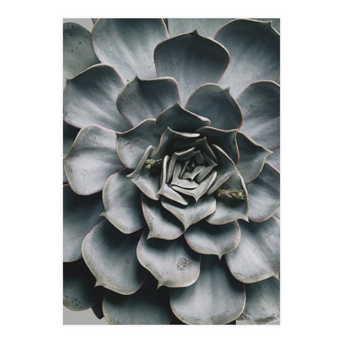 pianta grassa (Print Only)