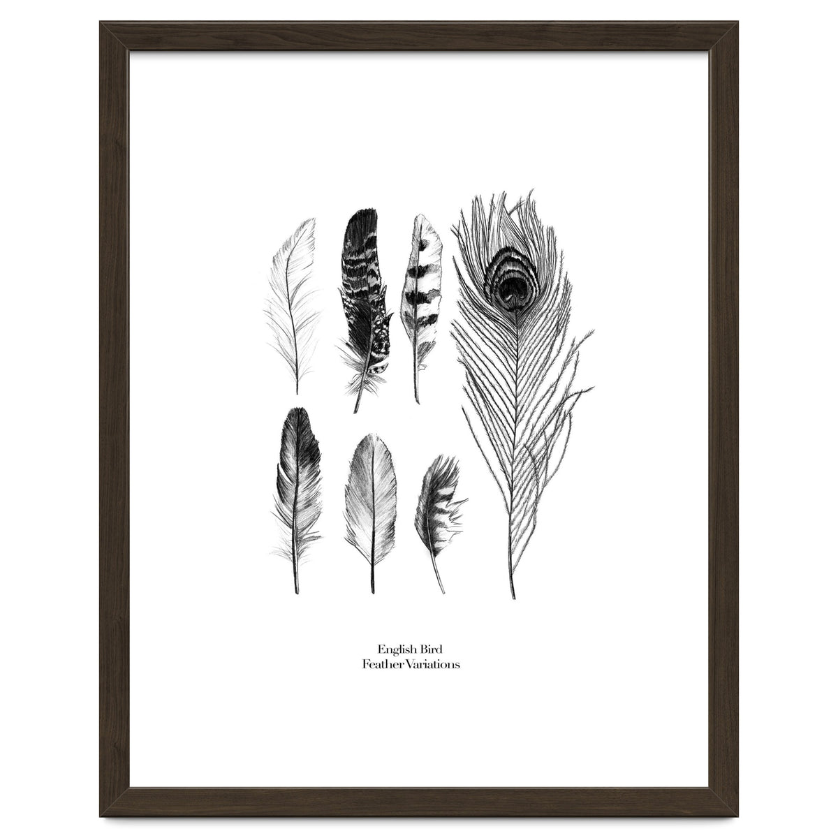 English Feather Variations