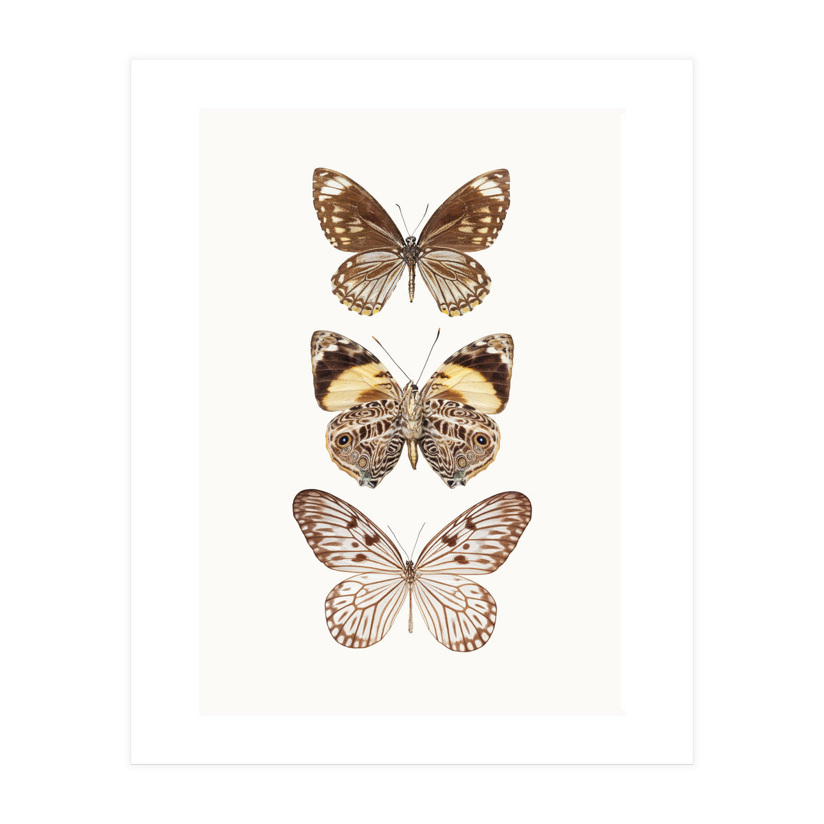 Cc Butterflies 06 (Print Only)