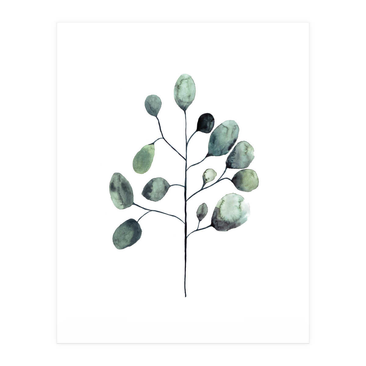 Botanical Illustration Eukalyptus (Print Only)