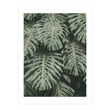 MONSTERA LEAVES (Print Only) thumbnail