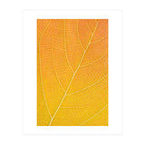 Autumn Leaf (Print Only) thumbnail