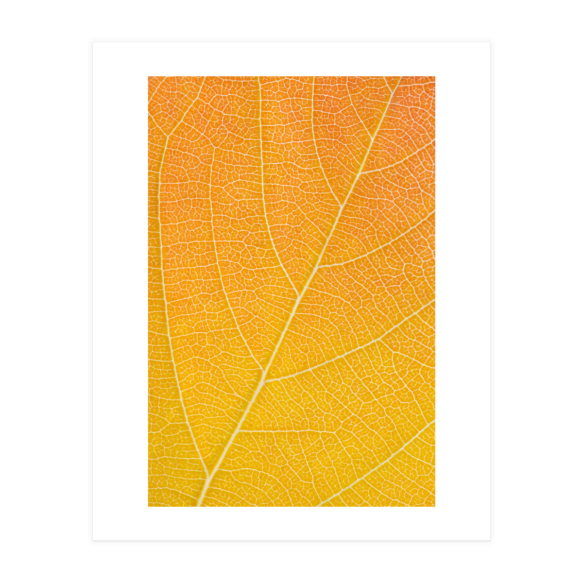 Autumn Leaf (Print Only)