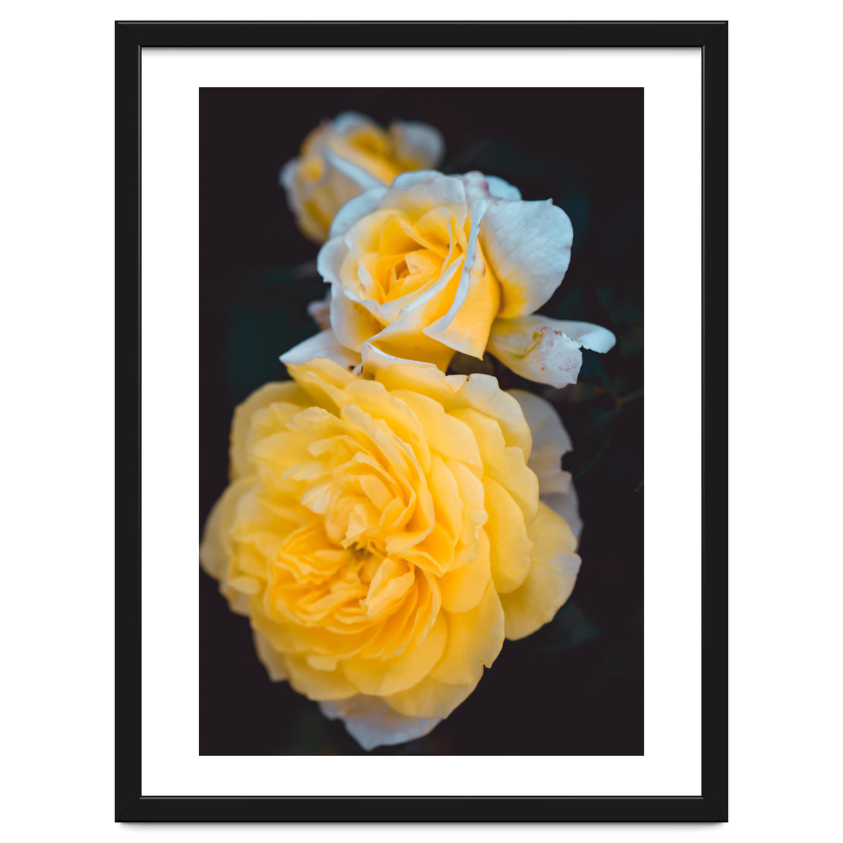 Yellow Rose