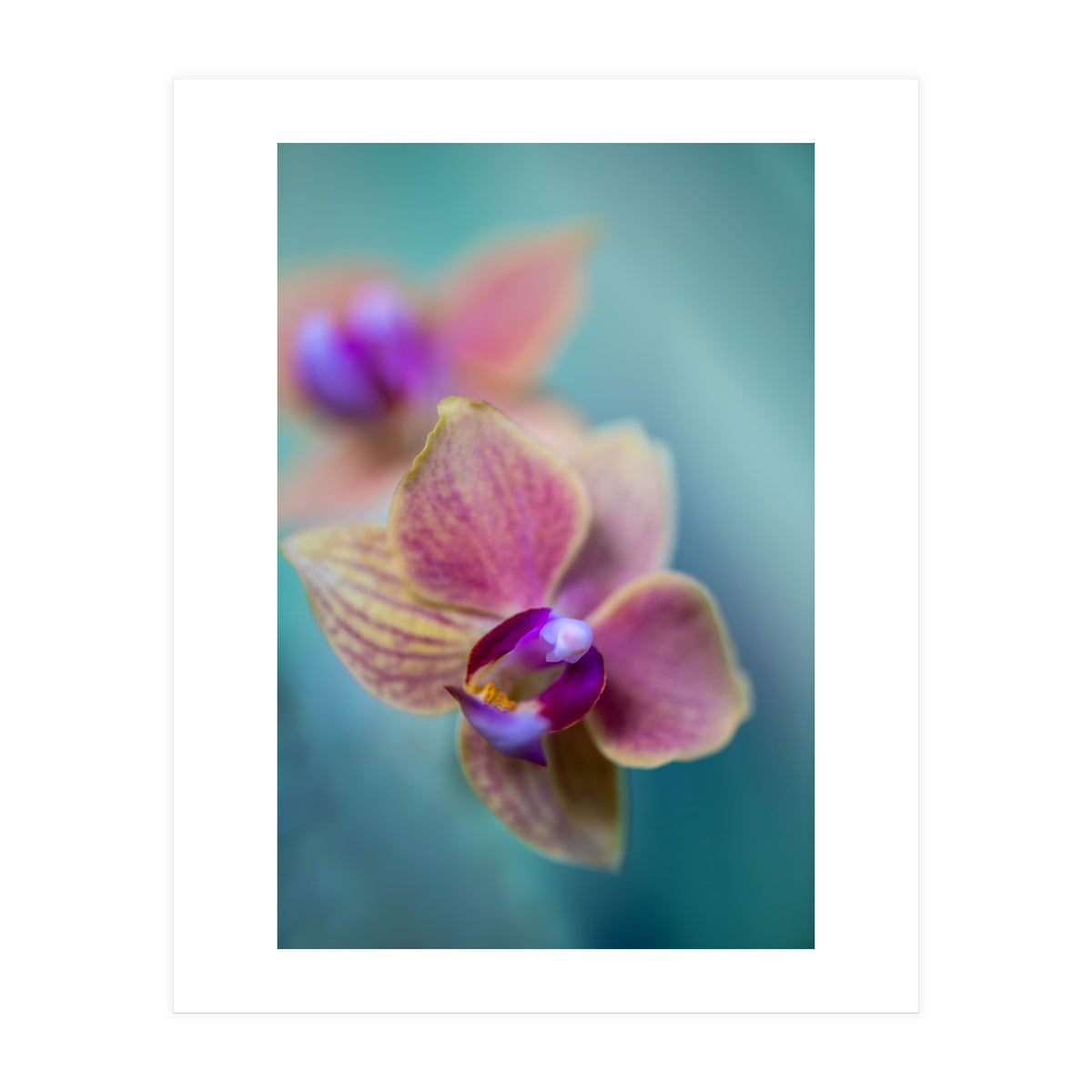 Orchidee (Print Only)