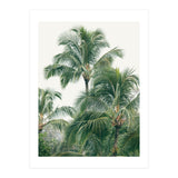 Lush Palm Trees (Print Only) thumbnail