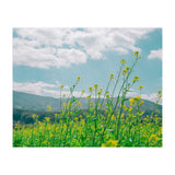 Flowers (Print Only) thumbnail