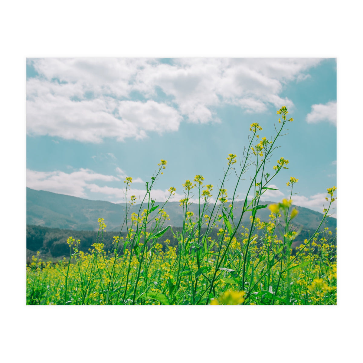 Flowers (Print Only)