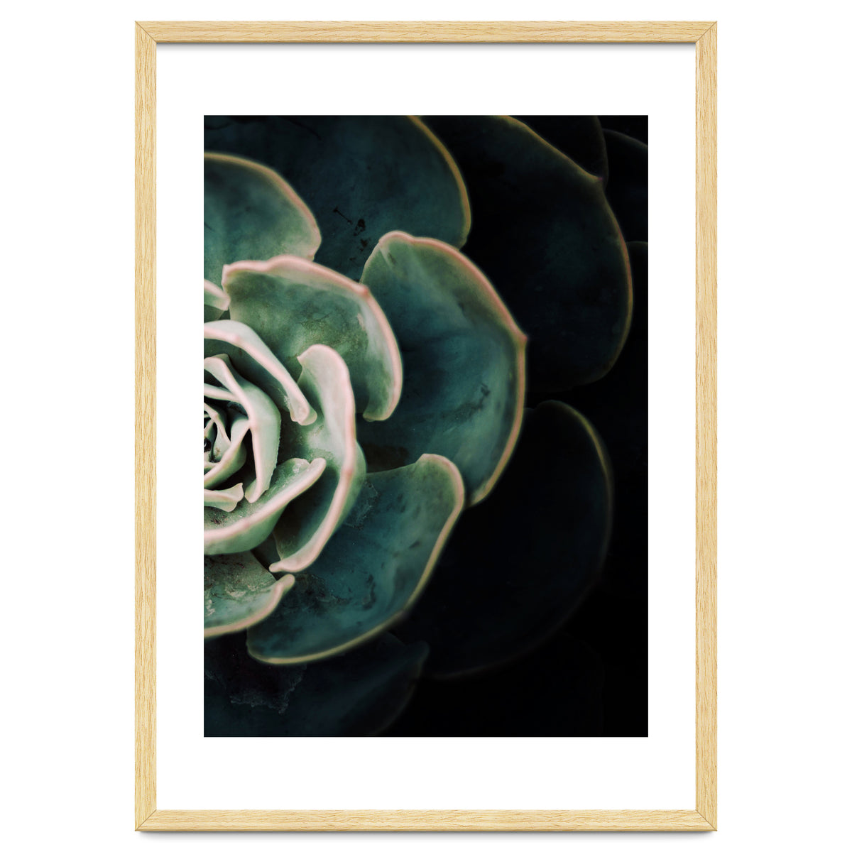 Darkside Of Succulents 4-B