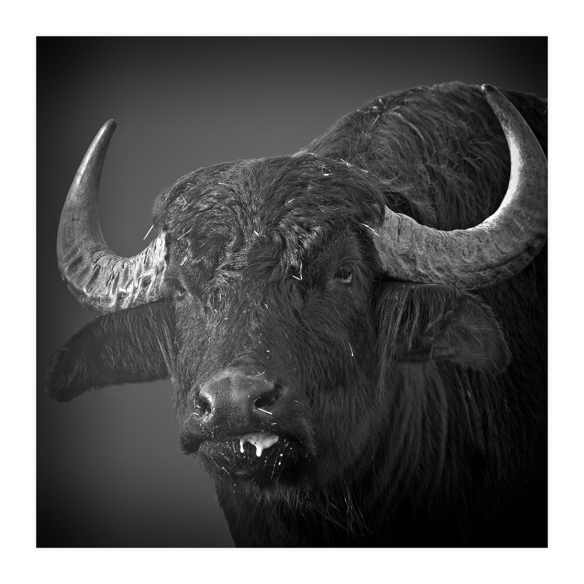 Water buffalo (Print Only)
