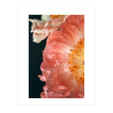 Coral Charm #2  (Print Only) thumbnail