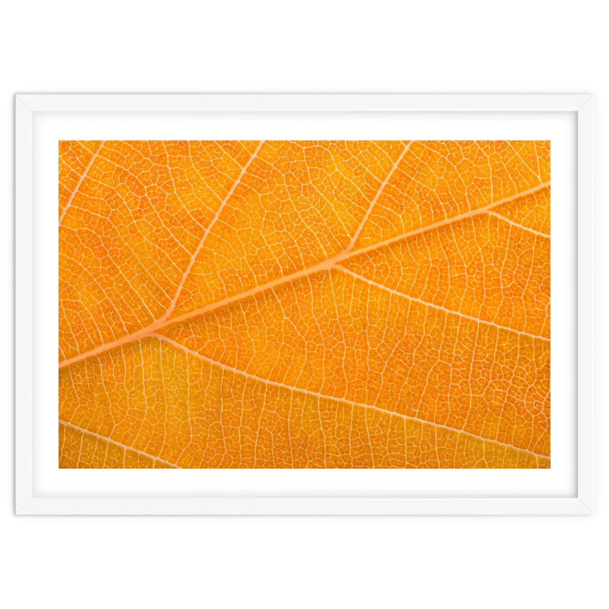 Autumn Leaf