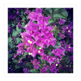 Purple Flowers (Print Only) thumbnail