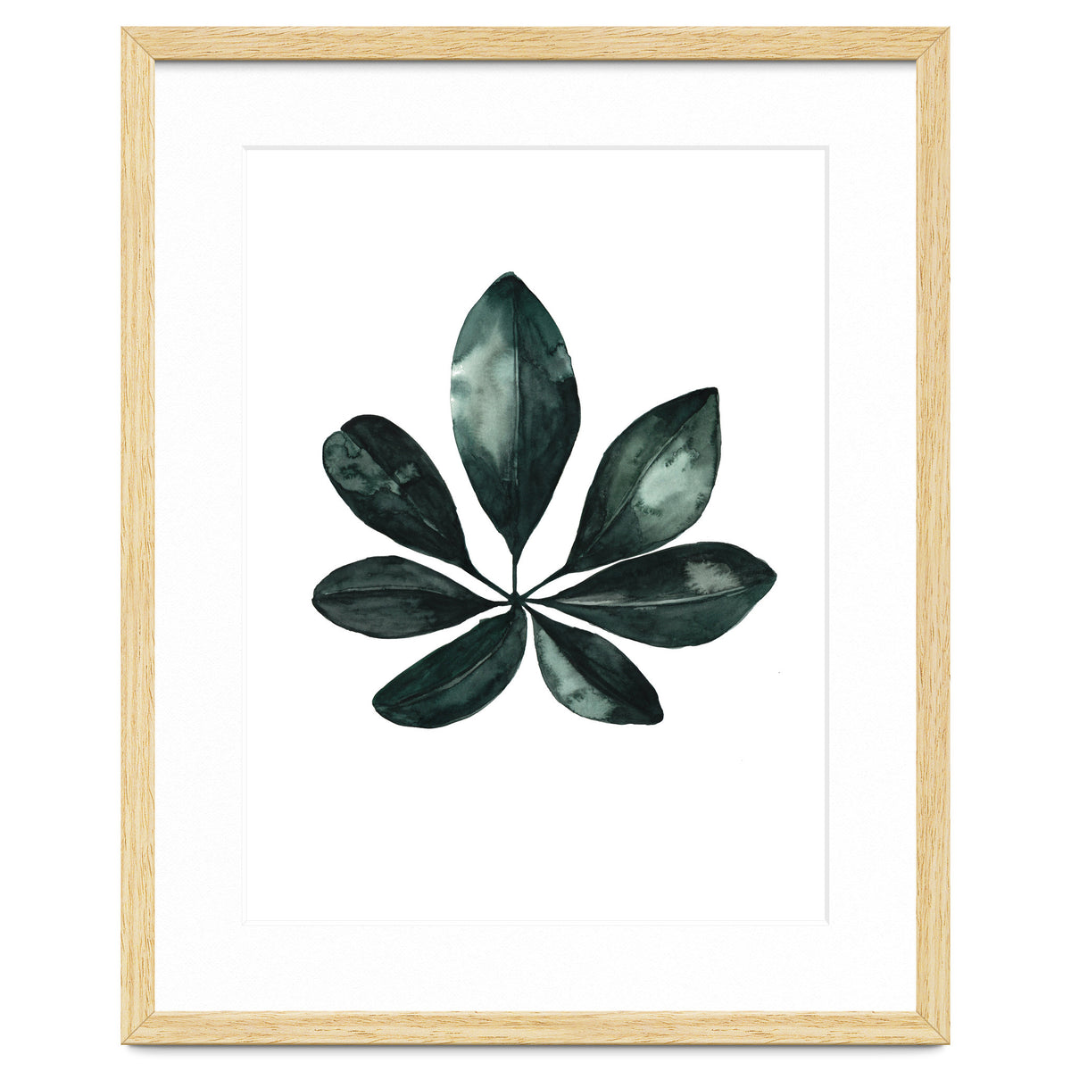 Botanical Illustration Arboricola Schefflera