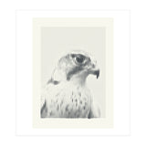 Hawk 2018 (Print Only) thumbnail