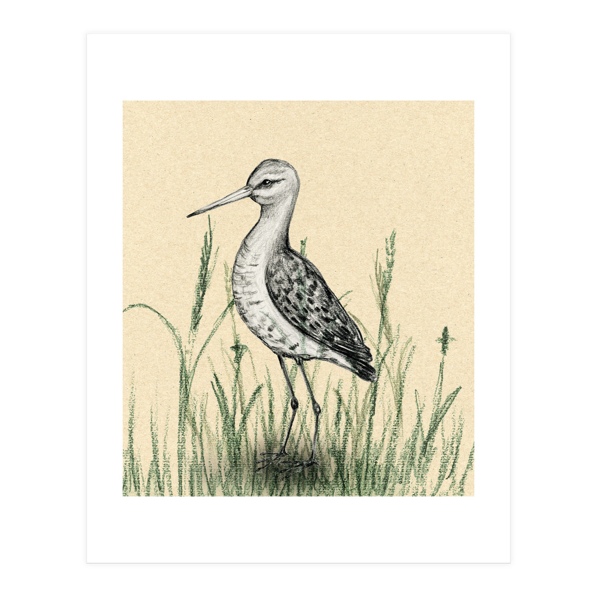 Black-tailed godwit in the grass (Print Only)