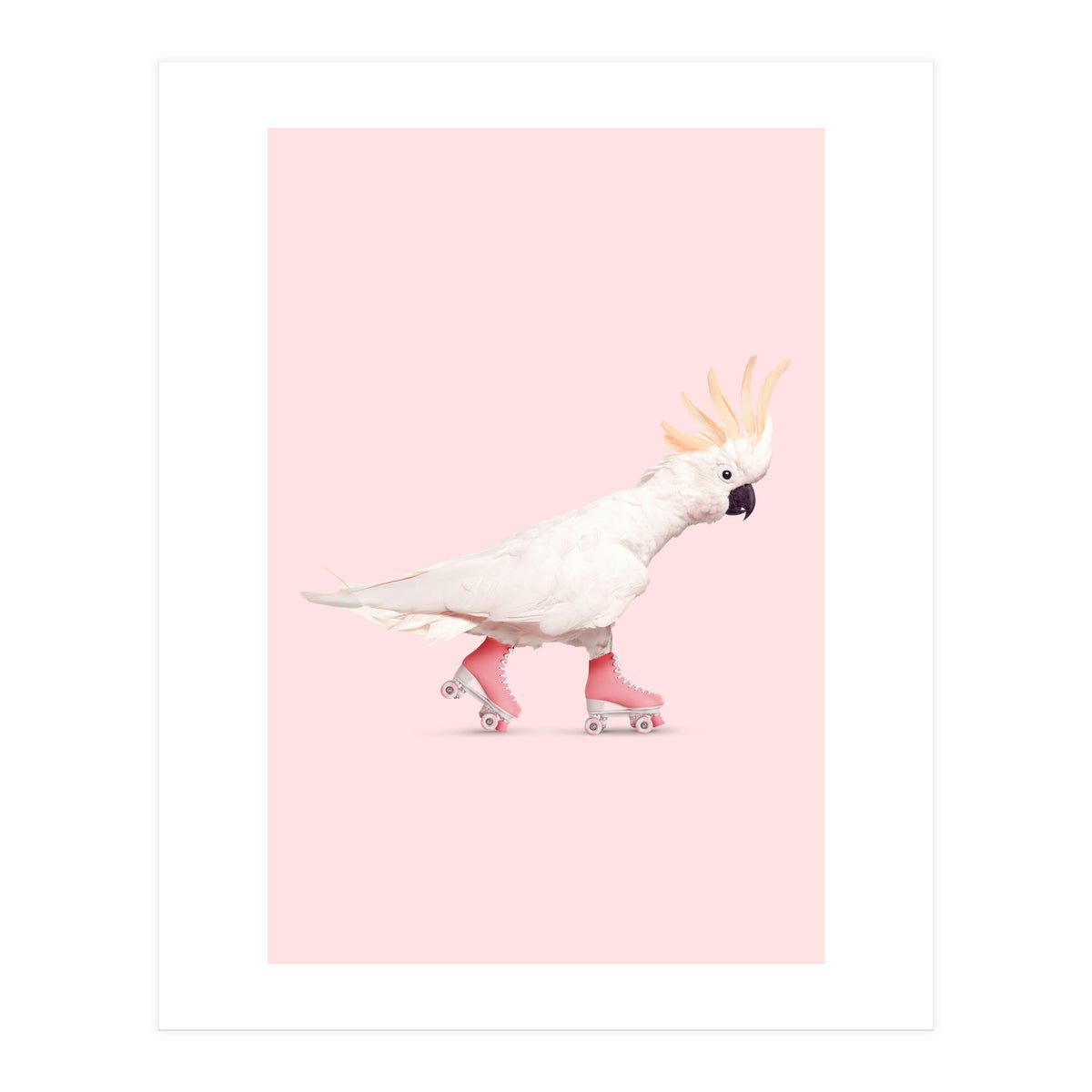 Rollerskating Cockatoo (Print Only)