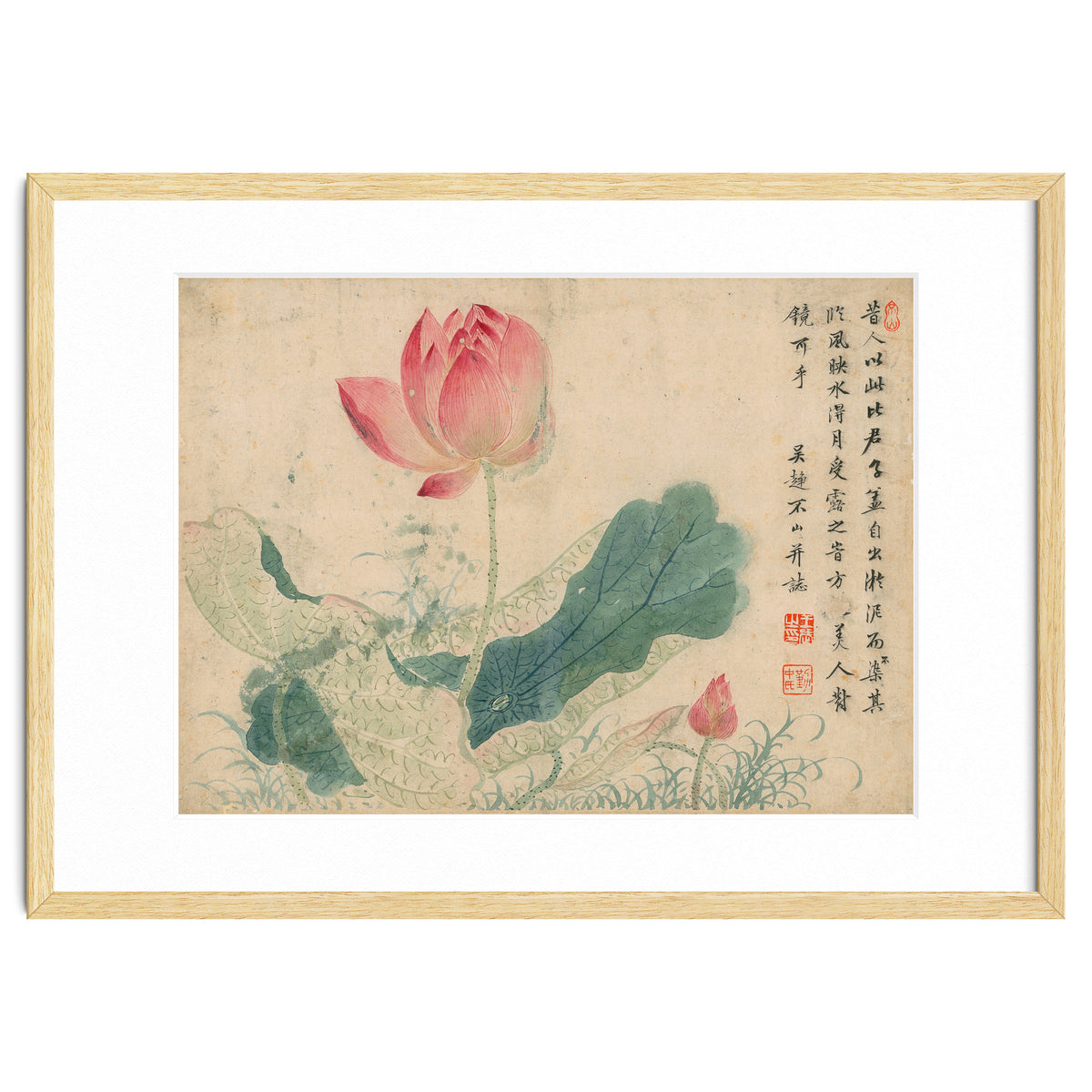 Qing Wangwu Flower album, lotus, lotus leaf, pond, copy of water grass