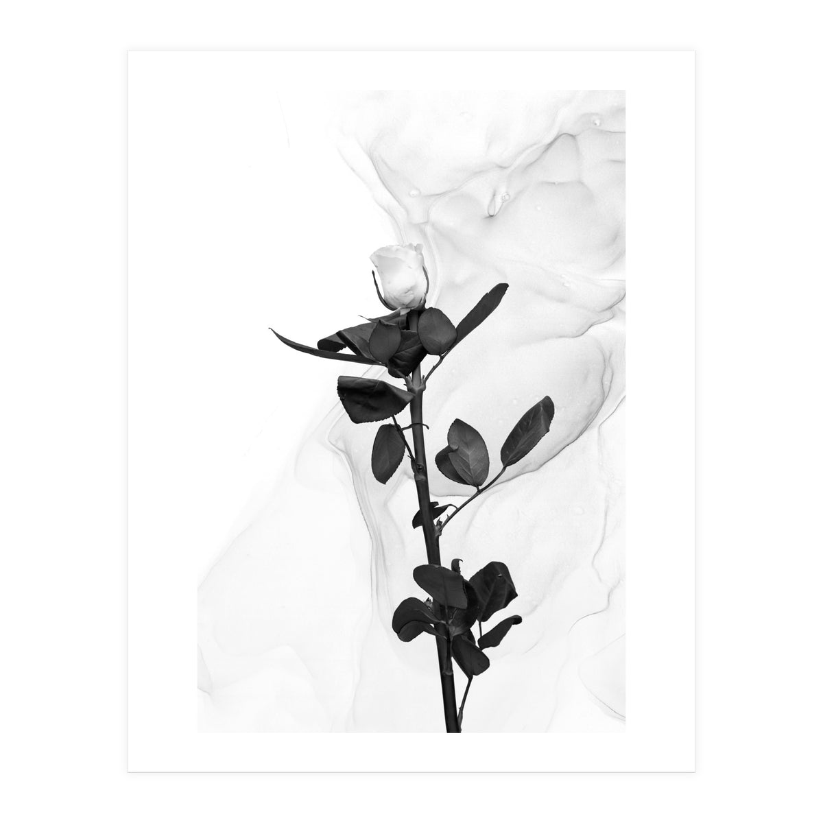 White Rose | Liquid Art  (Print Only)