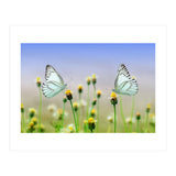 Butterfly (Print Only) thumbnail