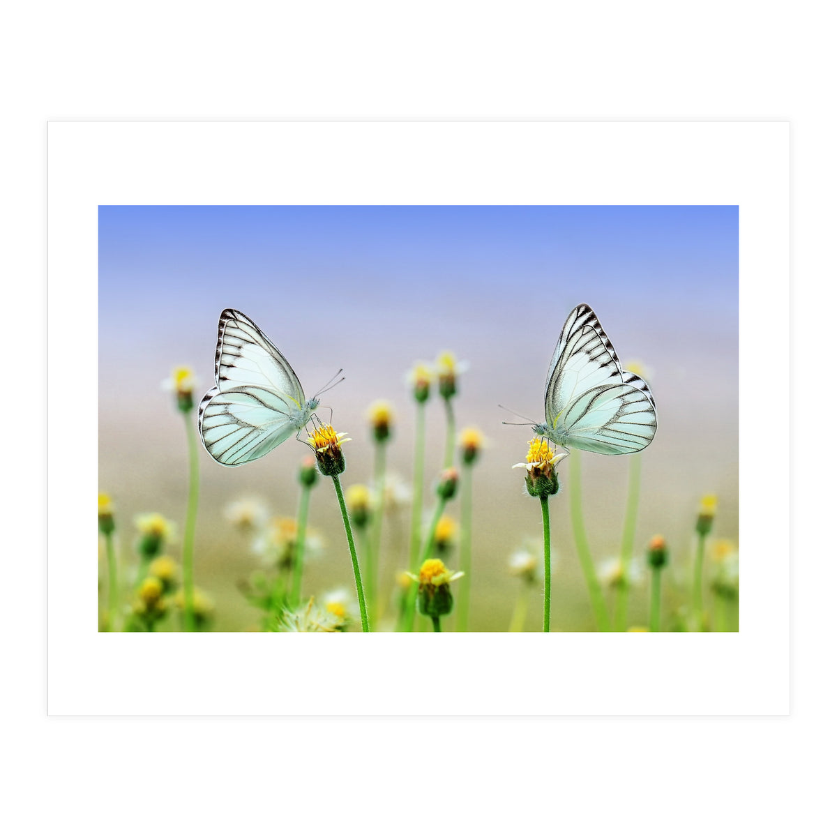 Butterfly (Print Only)