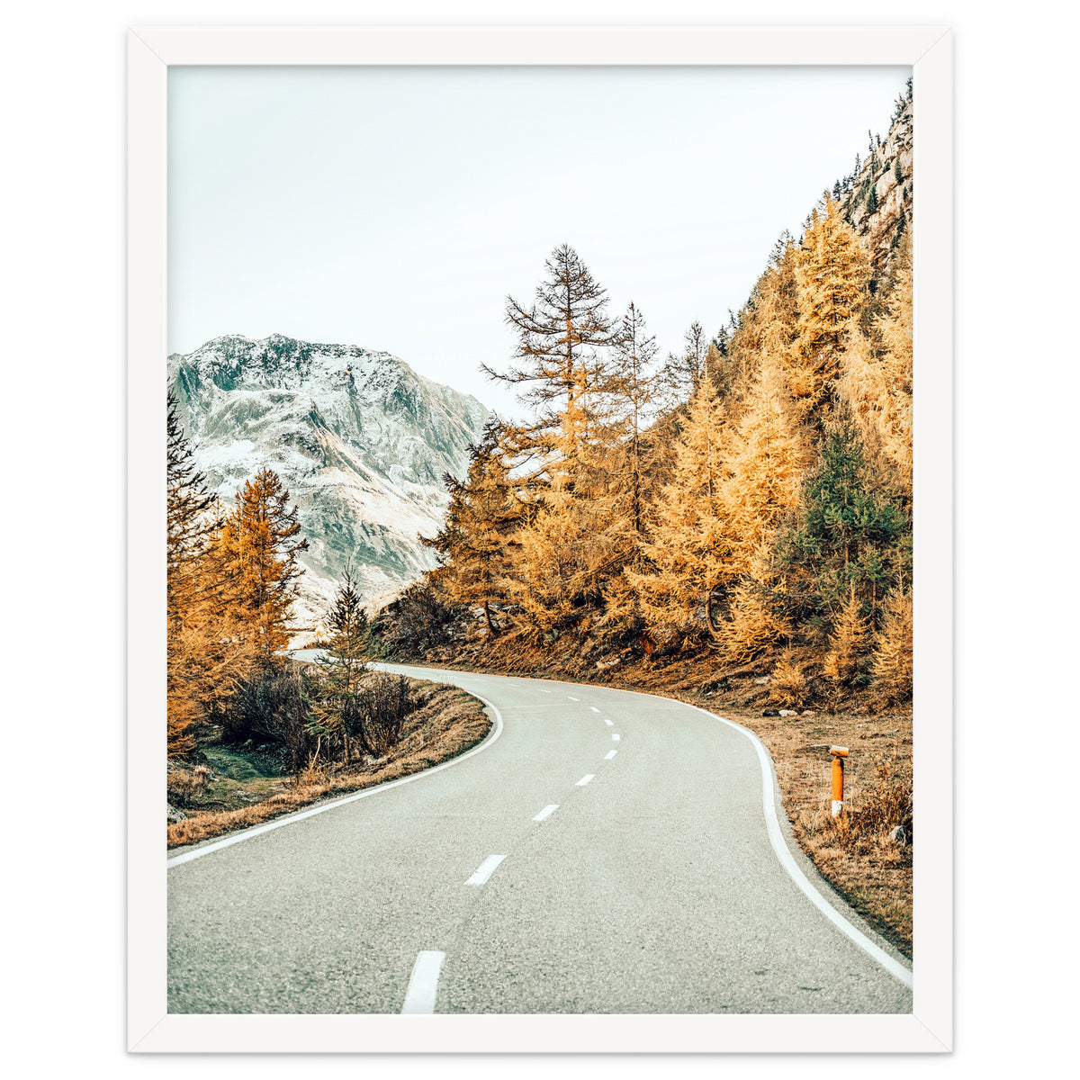 Snow and Golden Pine