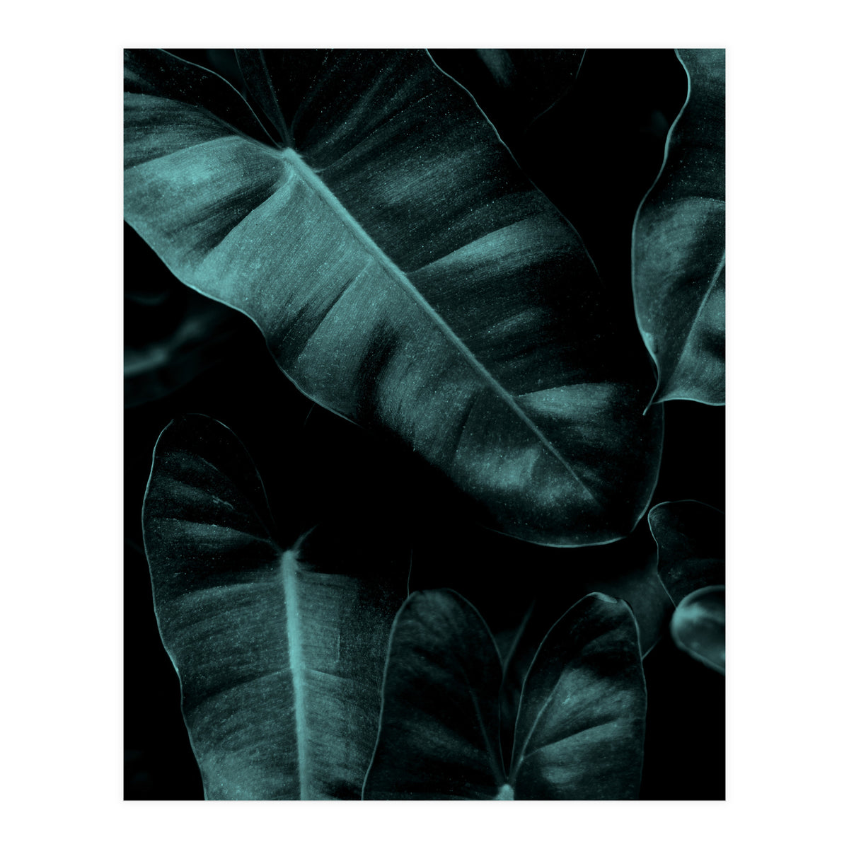 Dark Leafs (Print Only)