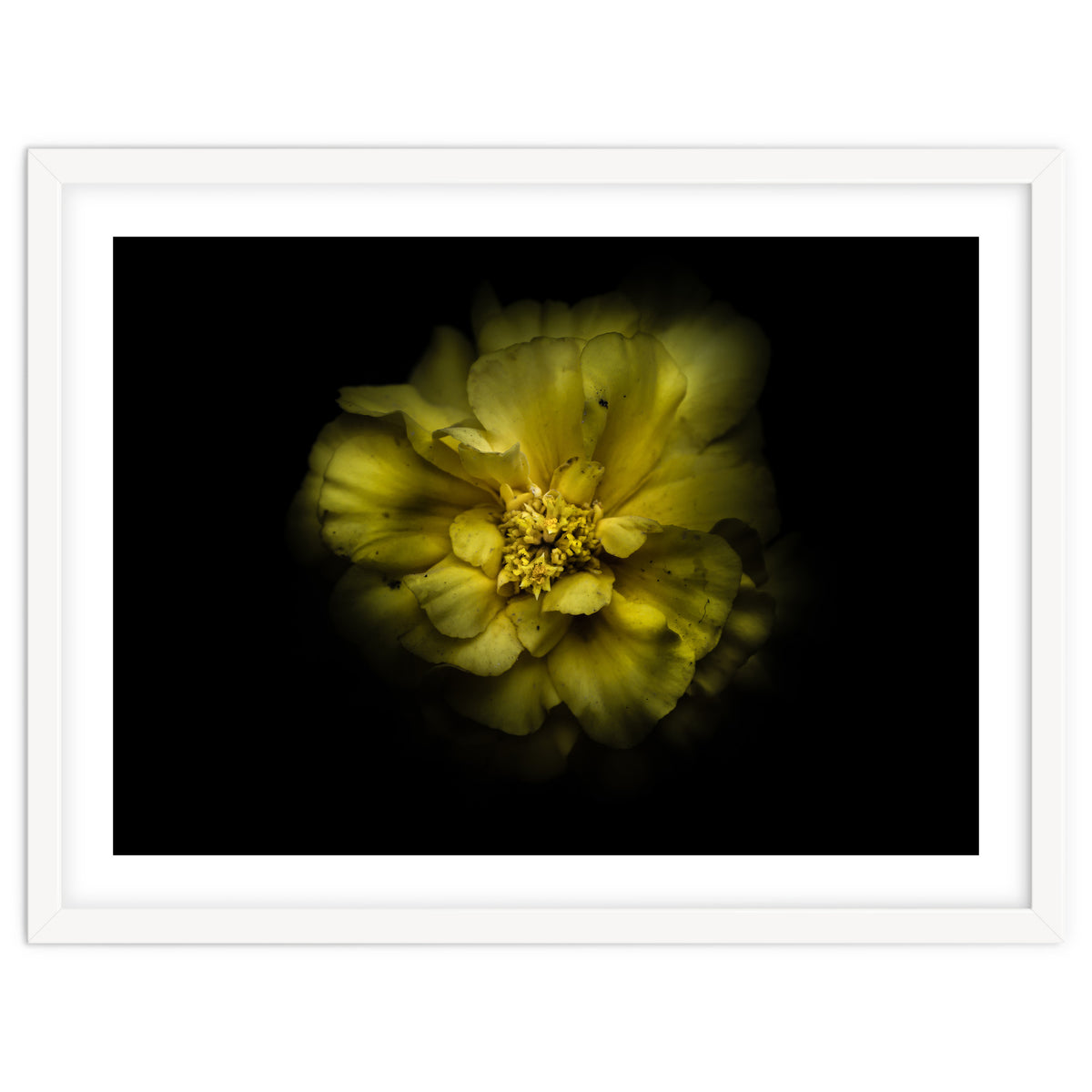 Backyard Flowers No 41 Color Version