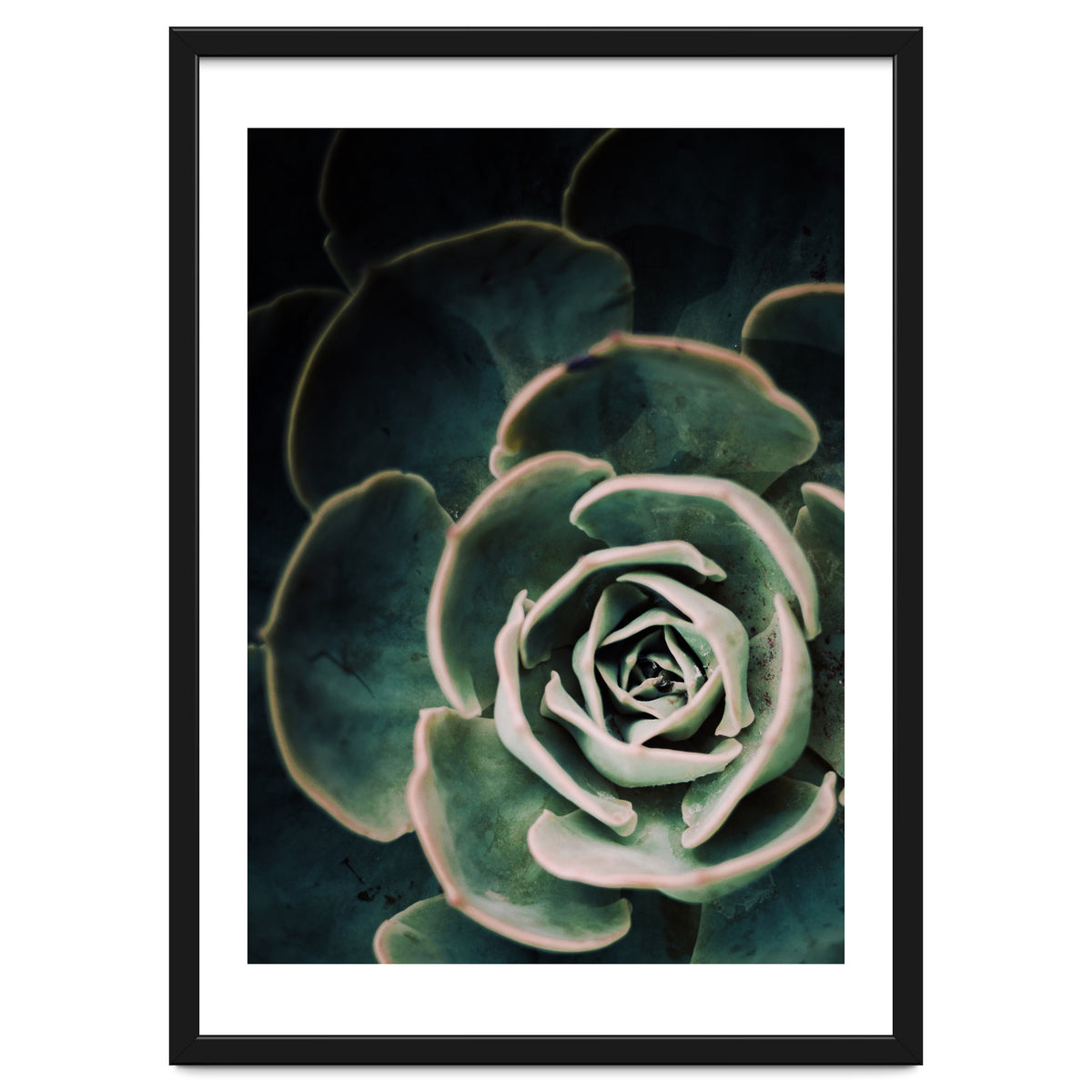 Darkside Of Succulents 4-D