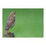Watching the rain (Print Only) thumbnail