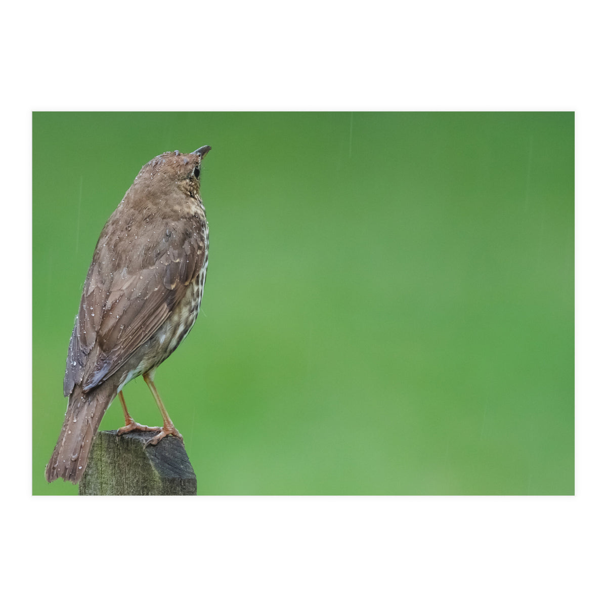 Watching the rain (Print Only)